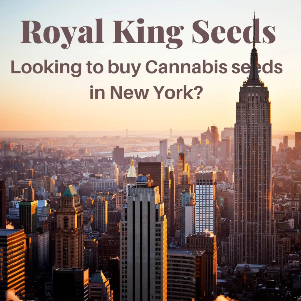 New York city skyline cannabis legalization