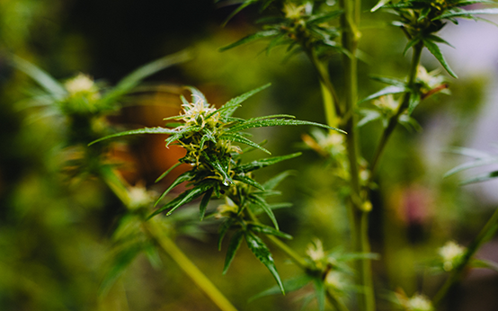 feminized cannabis seed strain in New York