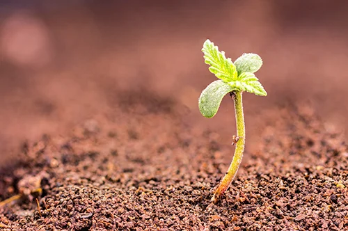 Cannabis seedling sprouting from soil, early stage of marijuana plant growth in New York cultivation