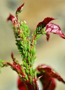 cannabis disease pest