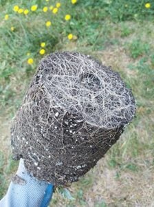 cannabis seed root rot