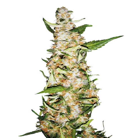 Butter OG Cannabis Seeds