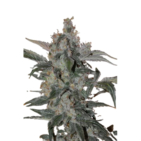 Merlot OG Cannabis Seeds