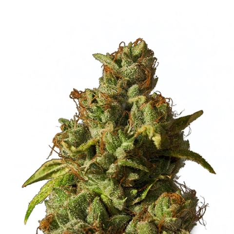 Le Silver Royale Cannabis Seeds