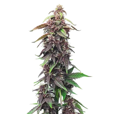 Majestic 12 Cannabis Seeds