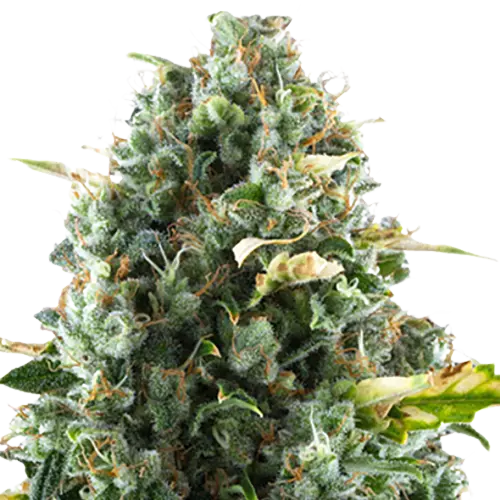 Sugar Kush Cannabis Seeds Royal King Seeds Feminized