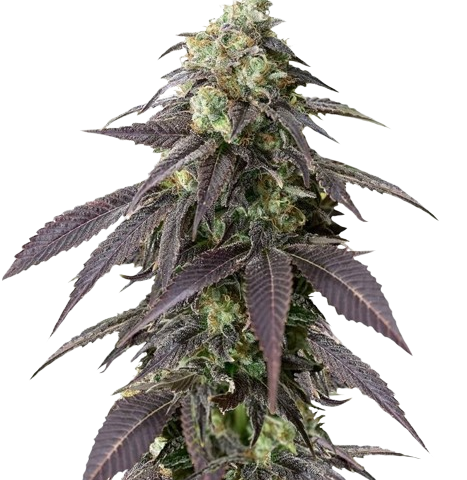 707 Headband Cannabis Seeds