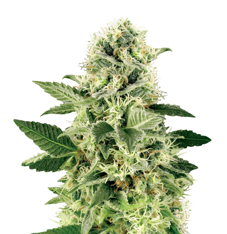 Northern Lights Cannabis Seeds