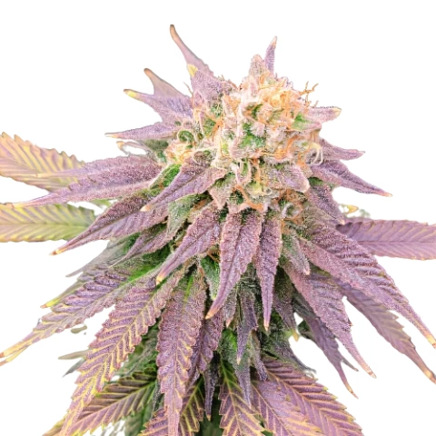Ghost OG Cannabis Seeds