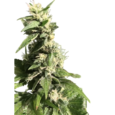 Gigabud Cannabis Seeds