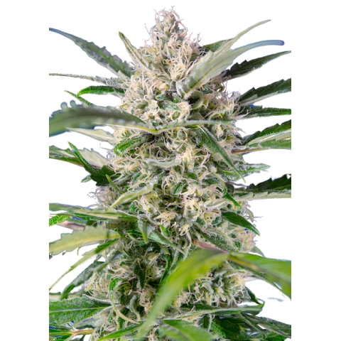 Herijuana Cannabis Seeds