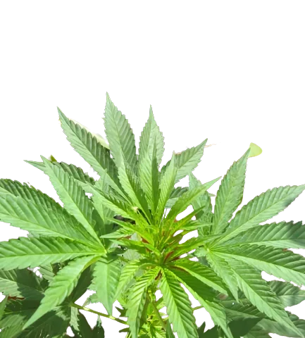 Iced Widow Cannabis Seeds