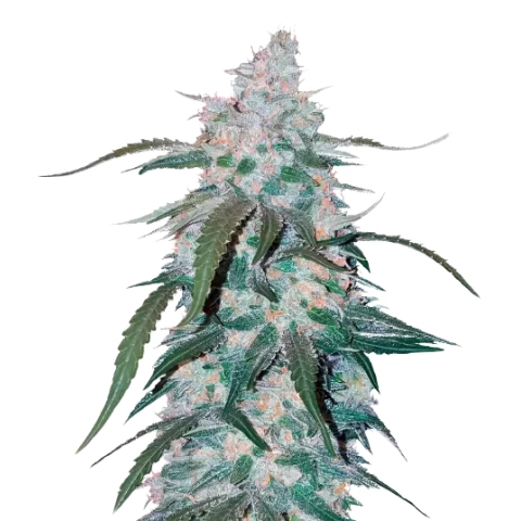 Pineapple Cannabis Seeds