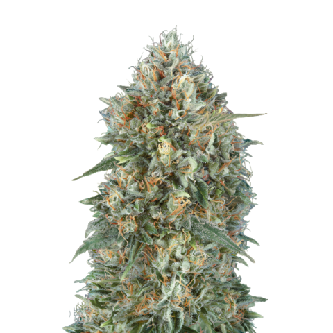 Sunset Sherbet Cannabis Seeds