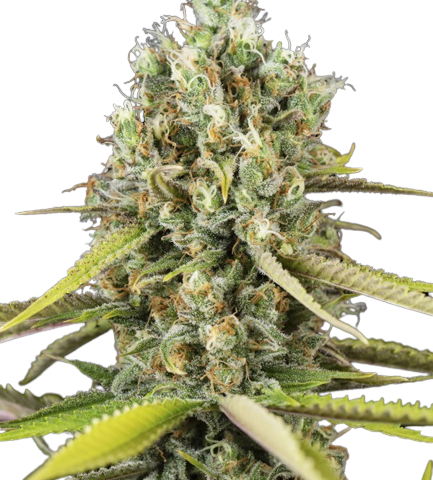 Animal Cookies Cannabis Seeds