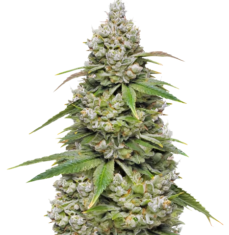 CBD 3D Cannabis Seeds