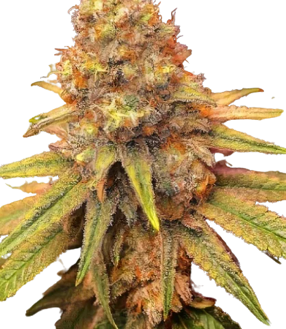 California Orange Cannabis Seeds