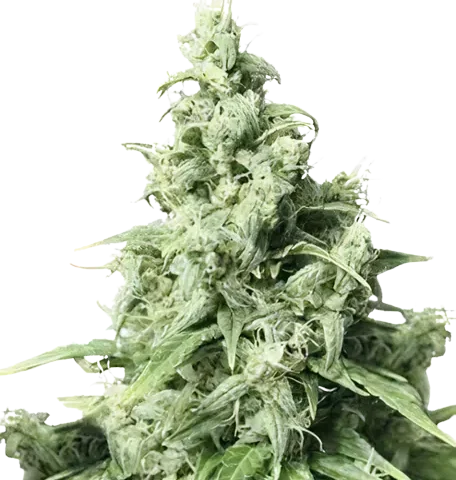 Diamond Valley Kush Cannabis Seeds