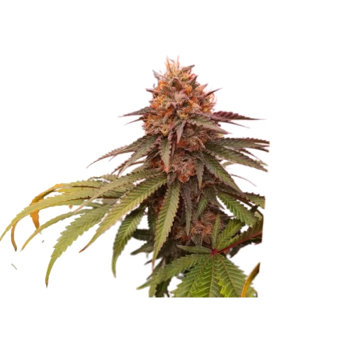 Double Tangie Banana Cannabis Seeds