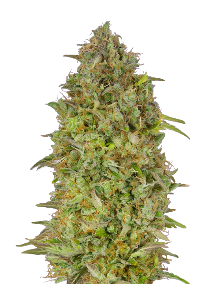 Lowryder Cannabis Seeds