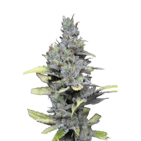 Mango Haze Cannabis Seeds