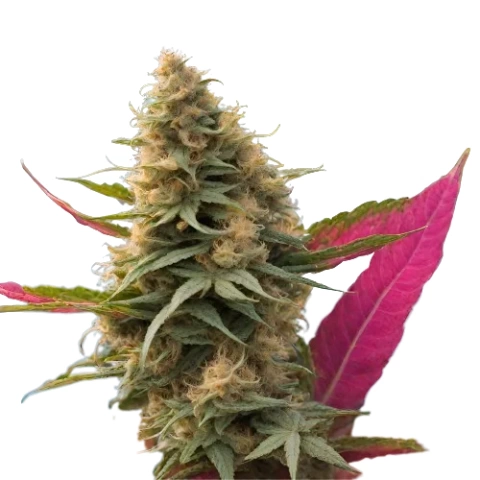 Maui Haole Cannabis Seeds