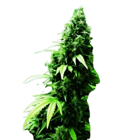 Ogre Cannabis Seeds
