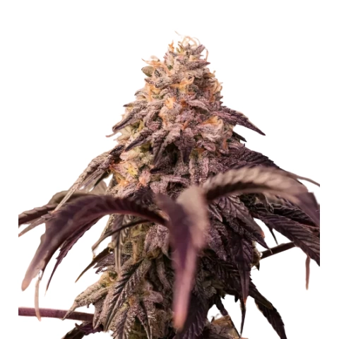 Pamelina Cannabis Seeds