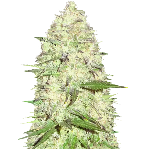 Pitbull Pit Cannabis Seeds