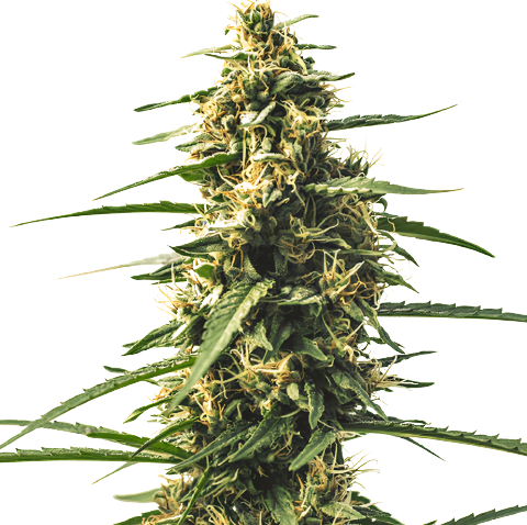 Sour Tsunami CBD Cannabis Seeds