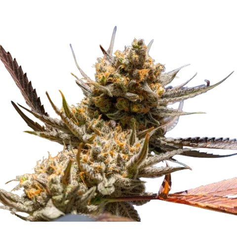 Magic Beans OG Cannabis Seeds