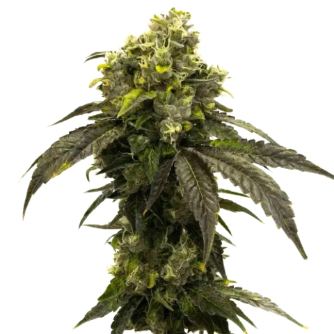 oca's cloud 9 cannabis seeds