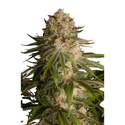 Pure OG cannabis seeds