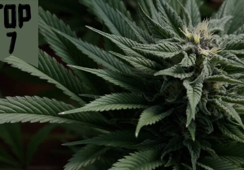 cannabis top7