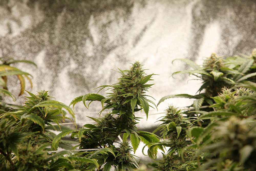 Grow Cannabis in a Small Space