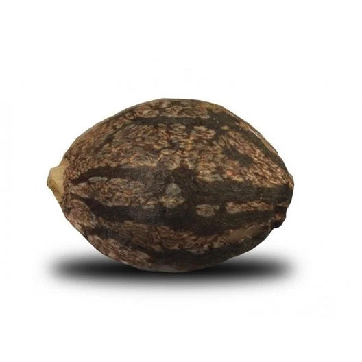 Black Cherry Strain Cannabis Seeds – Royal King Seeds - Feminized