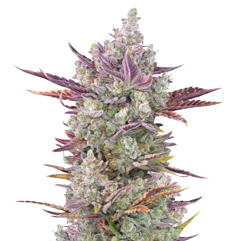 Gorilla Cookies Cannabis Seeds