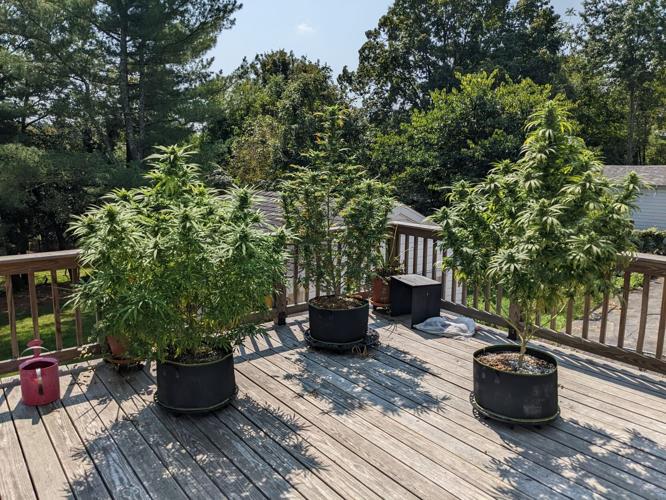 Great location for growing cannabis