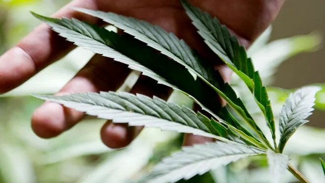 Health Benefits of Cannabis in Cabot