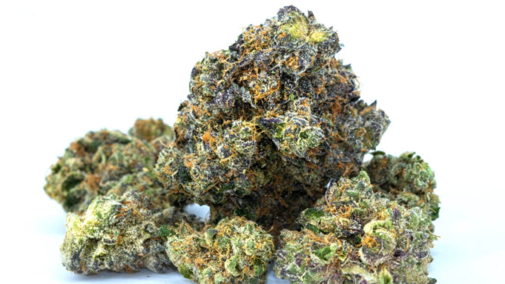 Lygus Bugs HSDGLqjhdfQE