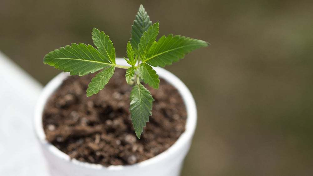 Buy Cannabis Seeds in Bakersfield