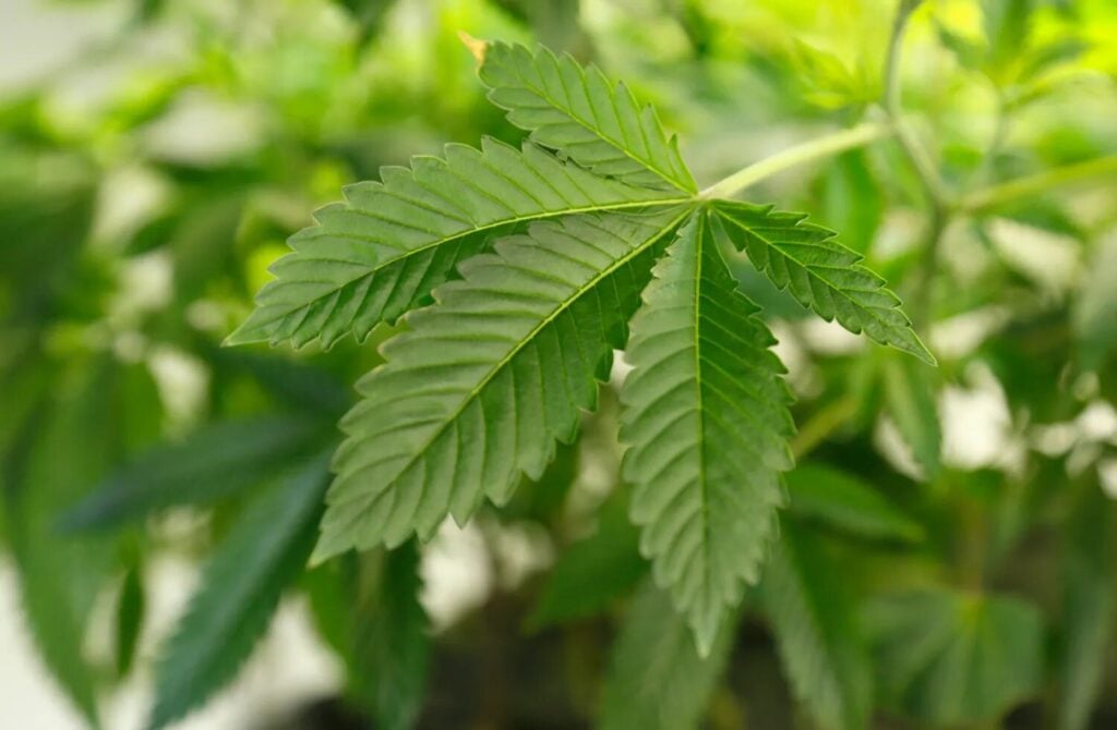 Buy Cannabis Seeds in Russellville