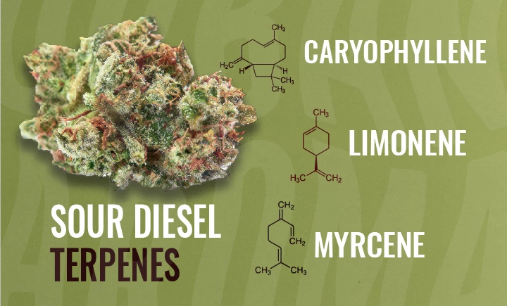 Sour Diesel Terpenes