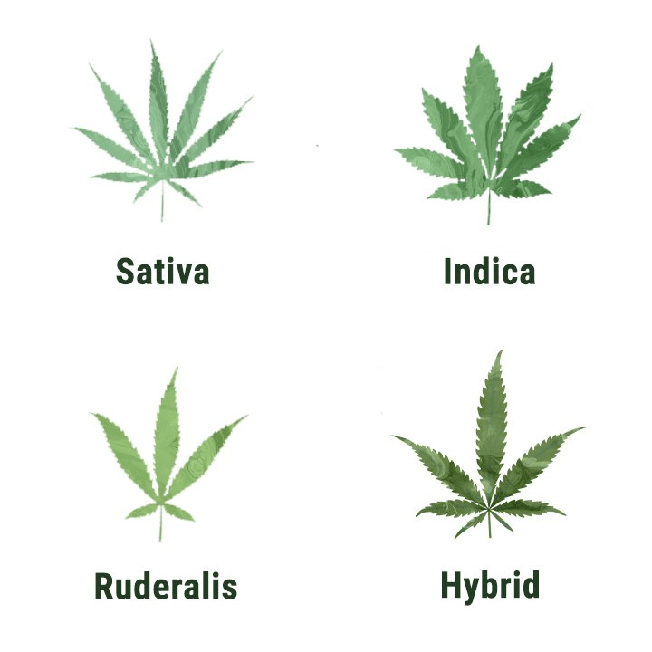 4 species of cannabis