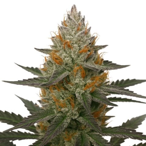 41 Cherries Cannabis Seeds