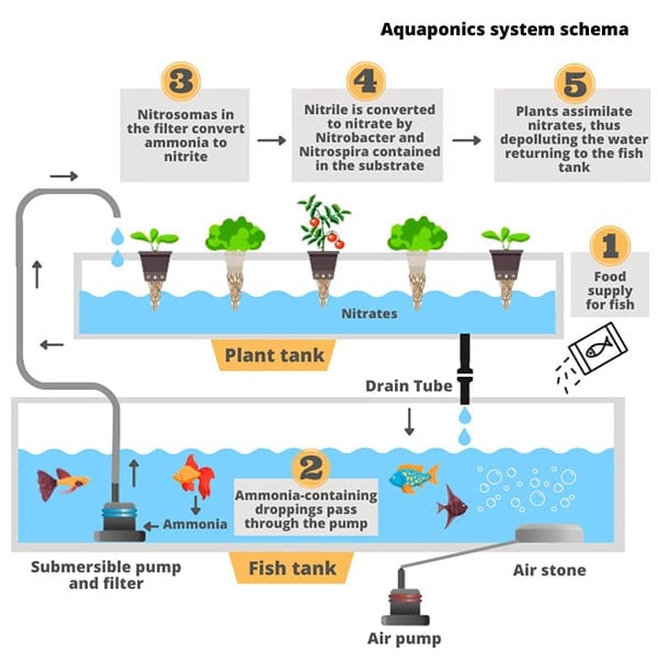 71 detailed diagram of the aquaponics system with description 1