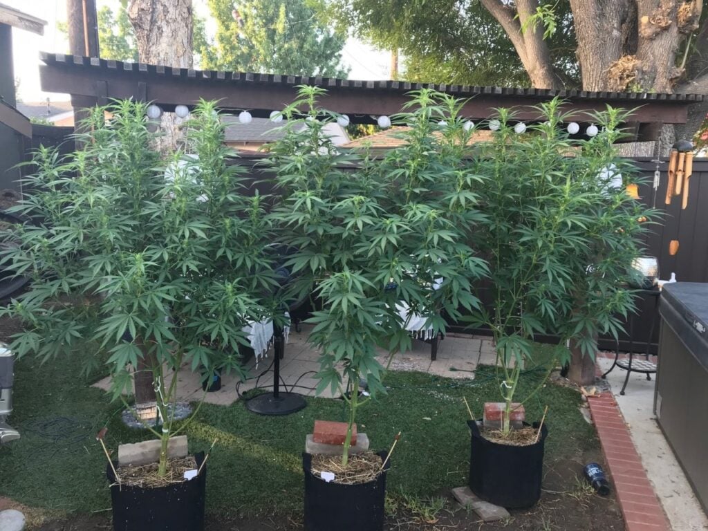 8 18 outdoor grow