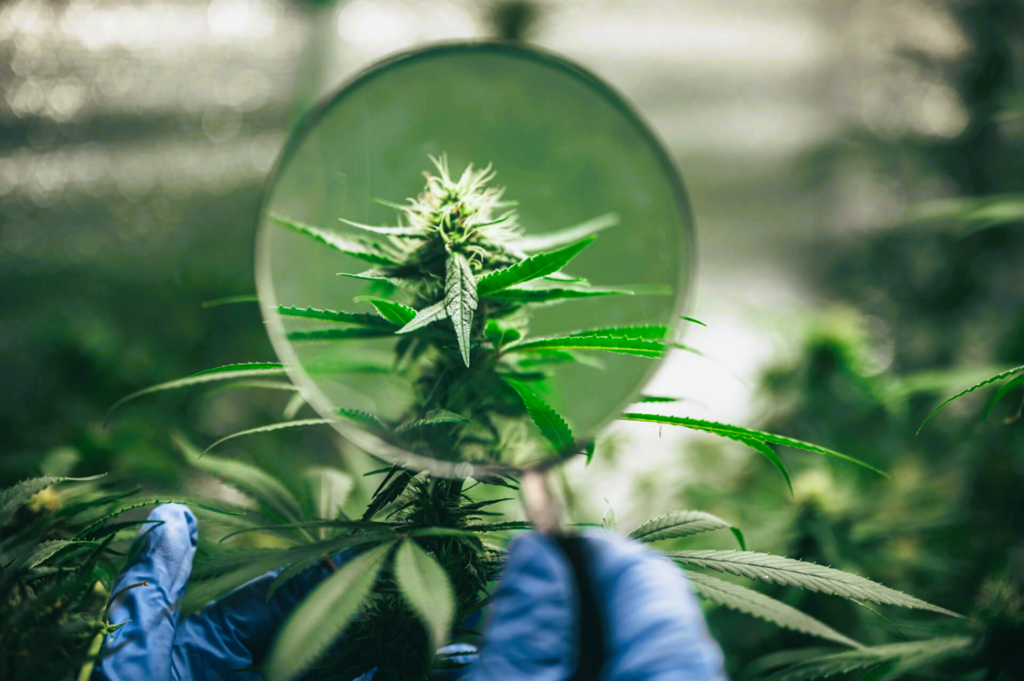 Understanding Soil Contamination in Medical Cannabis Cultivation