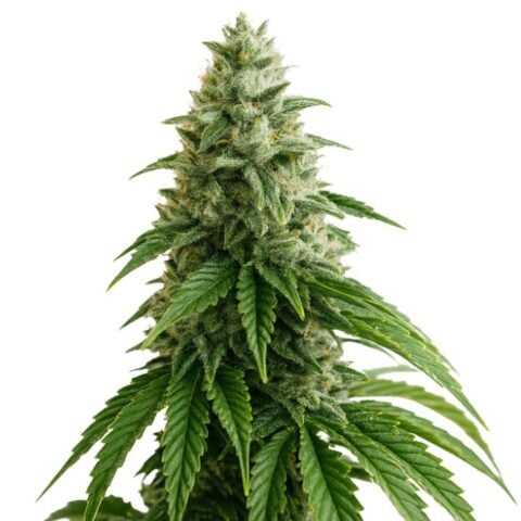 Close-up of an A-10 cannabis plant featuring resin-covered buds with light orange pistils and dark green sugar leaves.