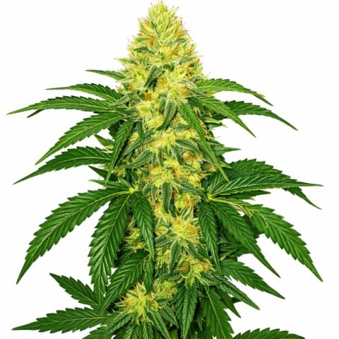 AK-47 Cannabis Seeds